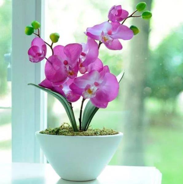 5种高档年宵花现在养一盆正当时春节前后有花赏吉祥又喜庆FB体育 FB体育平台(图10)