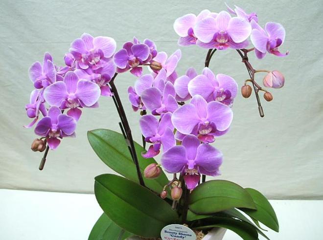 5种高档年宵花现在养一盆正当时春节前后有花赏吉祥又喜庆FB体育 FB体育平台(图9)