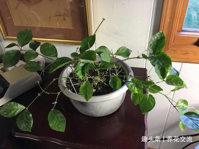 FB体育 FB体育平台我的茉莉花从春节开到秋季有几个条件要满足否则花朵越来越少(图2)