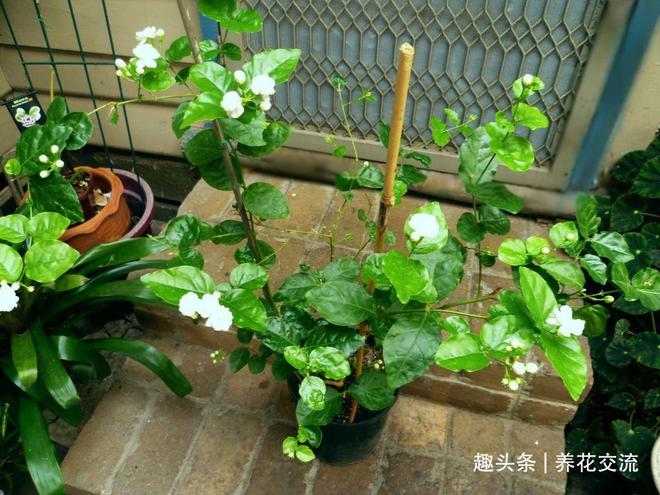 FB体育 FB体育平台我的茉莉花从春节开到秋季有几个条件要满足否则花朵越来越少(图6)