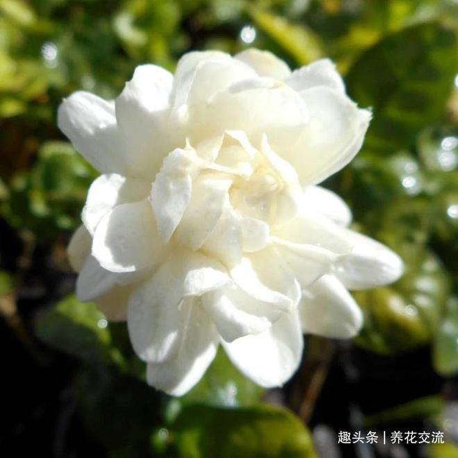 FB体育 FB体育平台我的茉莉花从春节开到秋季有几个条件要满足否则花朵越来越少(图4)
