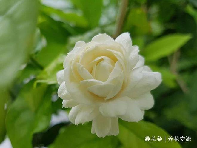 FB体育 FB体育平台我的茉莉花从春节开到秋季有几个条件要满足否则花朵越来越少(图5)