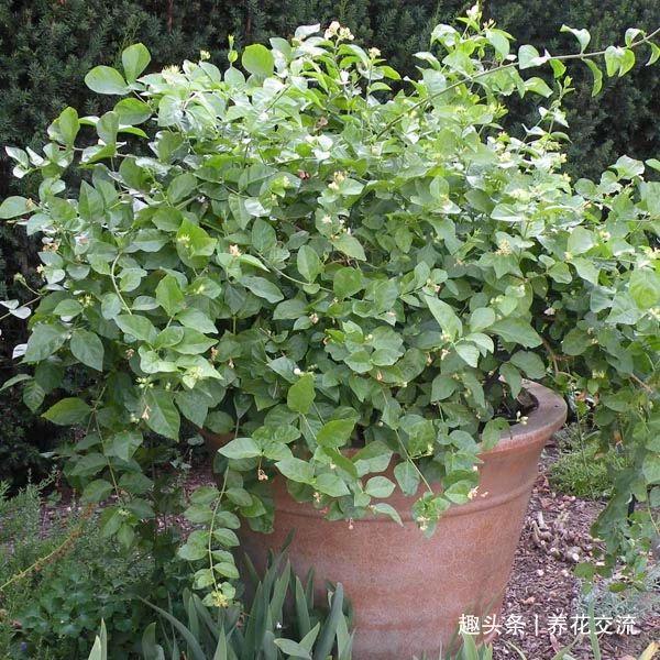 FB体育 FB体育平台我的茉莉花从春节开到秋季有几个条件要满足否则花朵越来越少(图3)