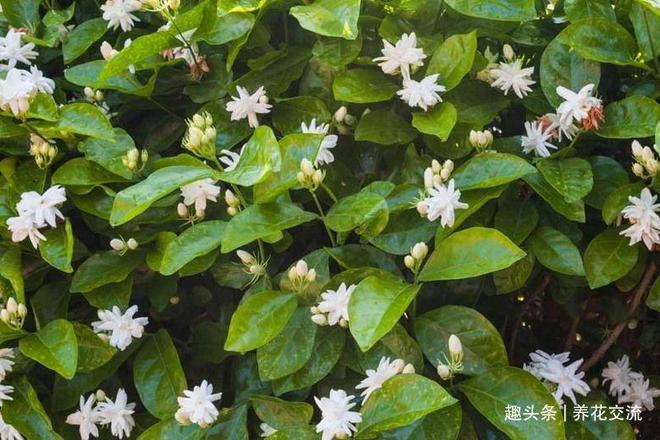 FB体育 FB体育平台我的茉莉花从春节开到秋季有几个条件要满足否则花朵越来越少(图10)
