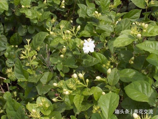 FB体育 FB体育平台我的茉莉花从春节开到秋季有几个条件要满足否则花朵越来越少(图9)