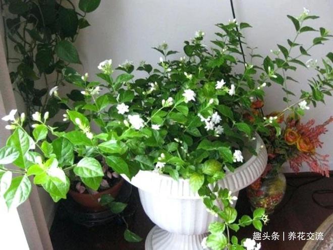 FB体育 FB体育平台我的茉莉花从春节开到秋季有几个条件要满足否则花朵越来越少(图12)