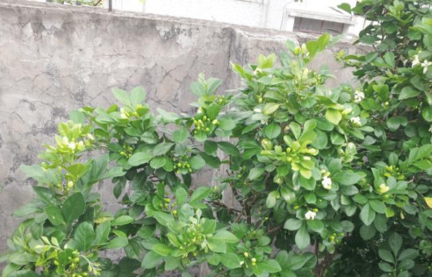FB体育 FB体育平台3种植物超美的春节家里养几盆里亲戚都夸你(图1)