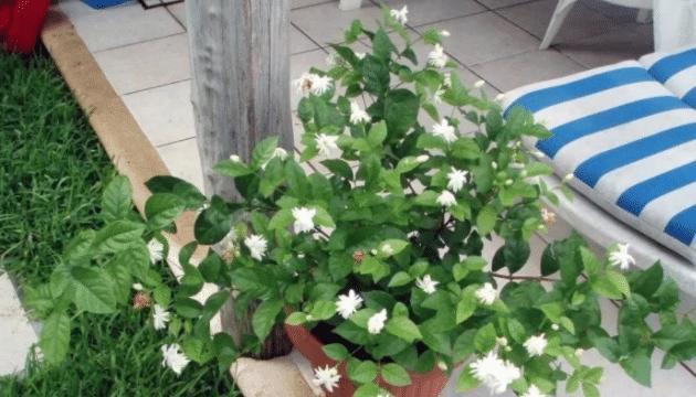 FB体育 FB体育平台3种植物超美的春节家里养几盆里亲戚都夸你(图2)