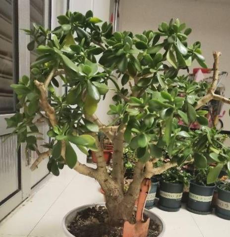 5种富贵FB体育 FB体育平台花寓意超好的临近春节现在入手刚刚好(图2)