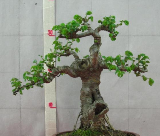5种富贵FB体育 FB体育平台花寓意超好的临近春节现在入手刚刚好(图1)