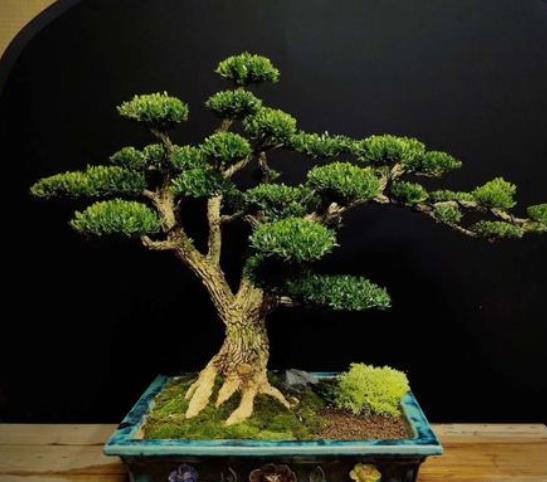 5种富贵FB体育 FB体育平台花寓意超好的临近春节现在入手刚刚好(图4)