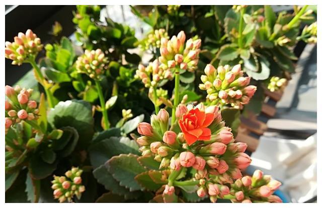 FB体育 FB体育平台给长寿花“吃点肥料”春节花苞特别多大苗小苗肥肥壮壮(图1)