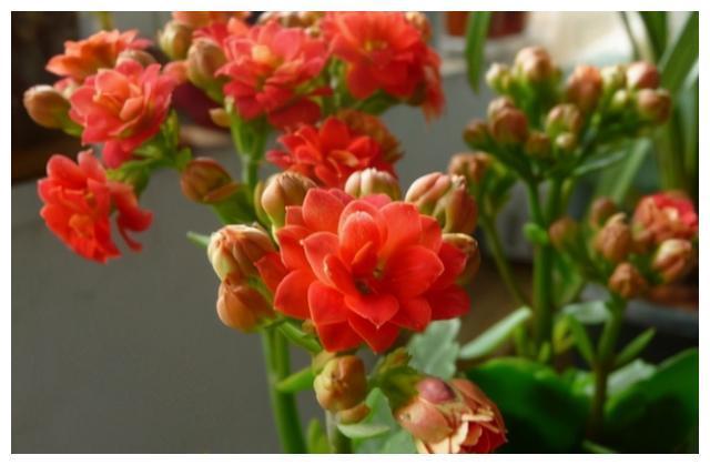FB体育 FB体育平台给长寿花“吃点肥料”春节花苞特别多大苗小苗肥肥壮壮(图4)