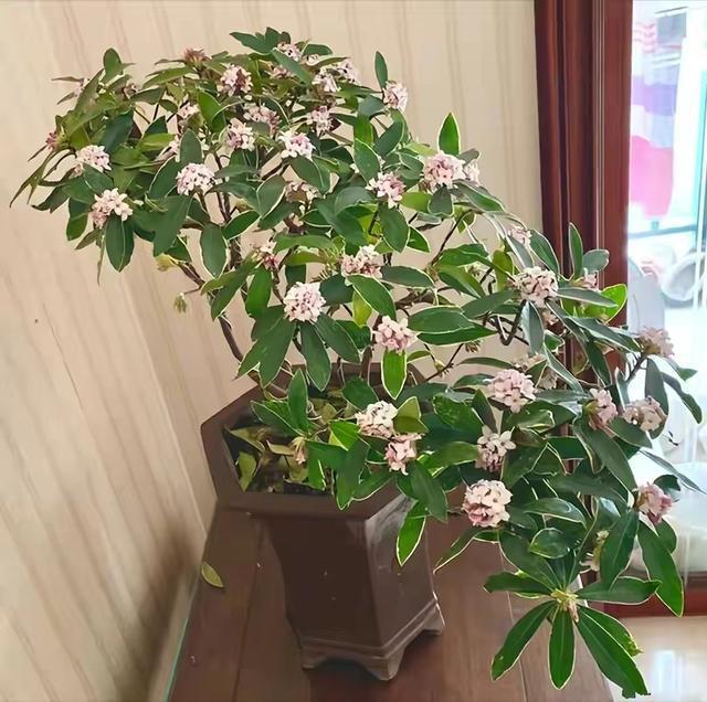 6种漂亮花家里养一盆元旦春节正盛FB体育 FB体育平台开喜庆又吉利(图10)