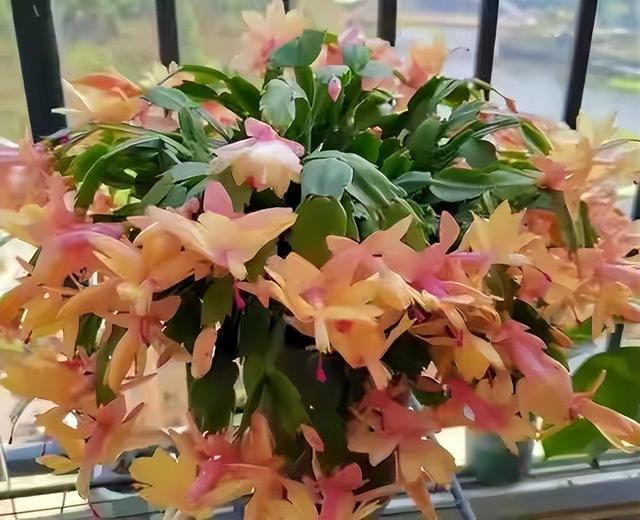 6种漂亮花家里养一盆元旦春节正盛FB体育 FB体育平台开喜庆又吉利(图12)