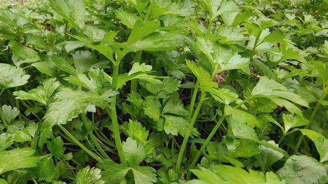 FB体育 FB体育平台元旦和春节上市的芹菜什么时候移栽合适？我来告䜣你(图1)