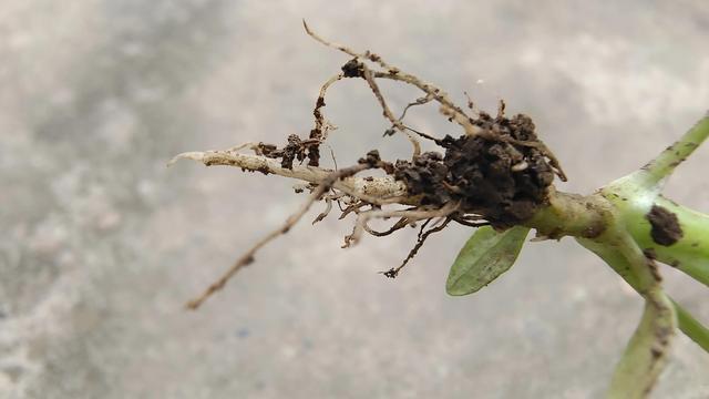 FB体育 FB体育平台元旦和春节上市的芹菜什么时候移栽合适？我来告䜣你(图5)