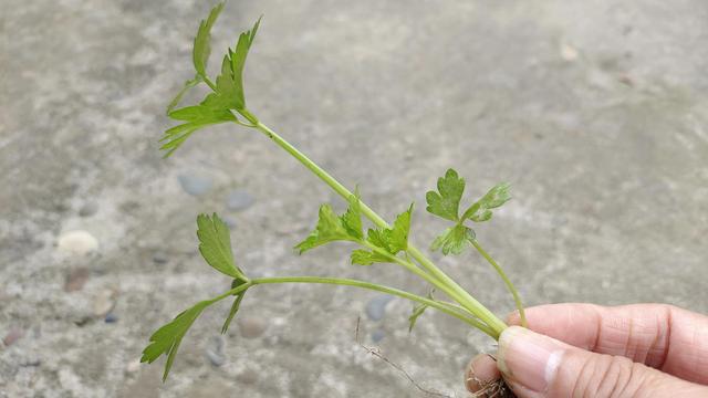 FB体育 FB体育平台元旦和春节上市的芹菜什么时候移栽合适？我来告䜣你(图3)