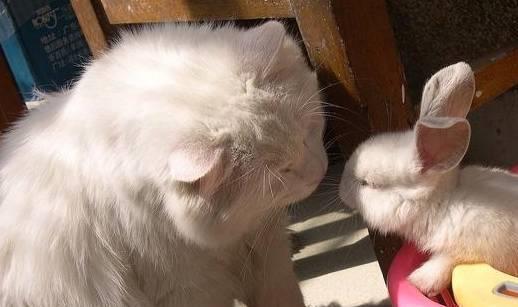这个春节归来你的宠物还活着么？兔子不吃不喝能活多少天FB体育 FB体育平台(图2)