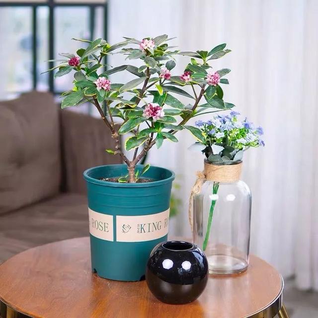 FB体育 FB体育平台冬天养瑞香牢记“1多2勤”春节期间就能开花(图6)