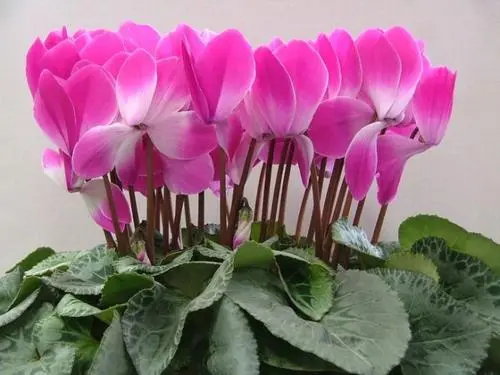 FB体育 FB体育平台过年送什么花比较合适 过年要送哪些花(图1)